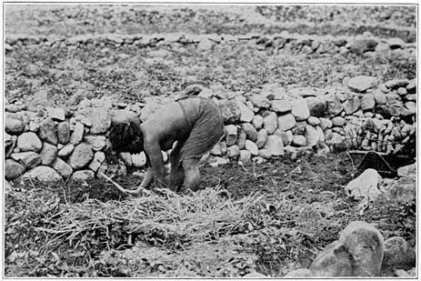Woman digging her final camote crop and working dead grass beneath the soil for fertilizer