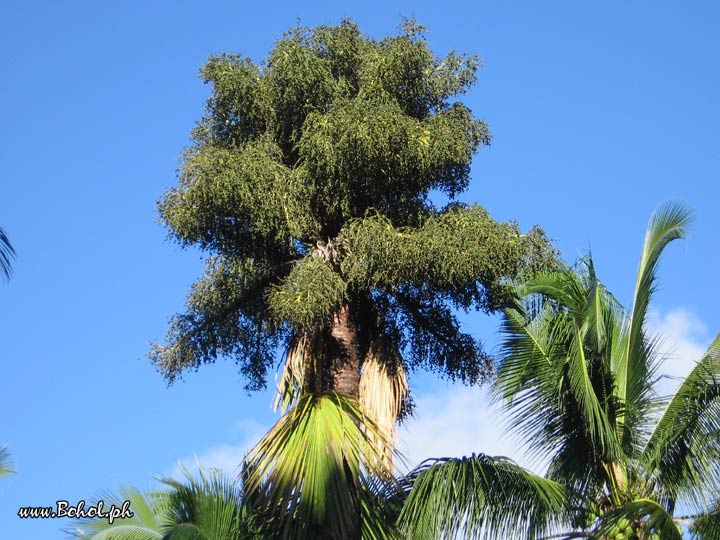 Buli or Buri Palm