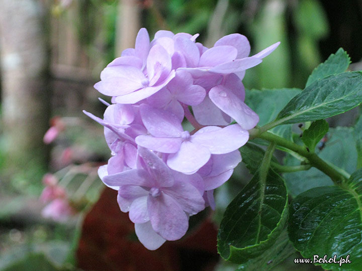 Hortensia Flower