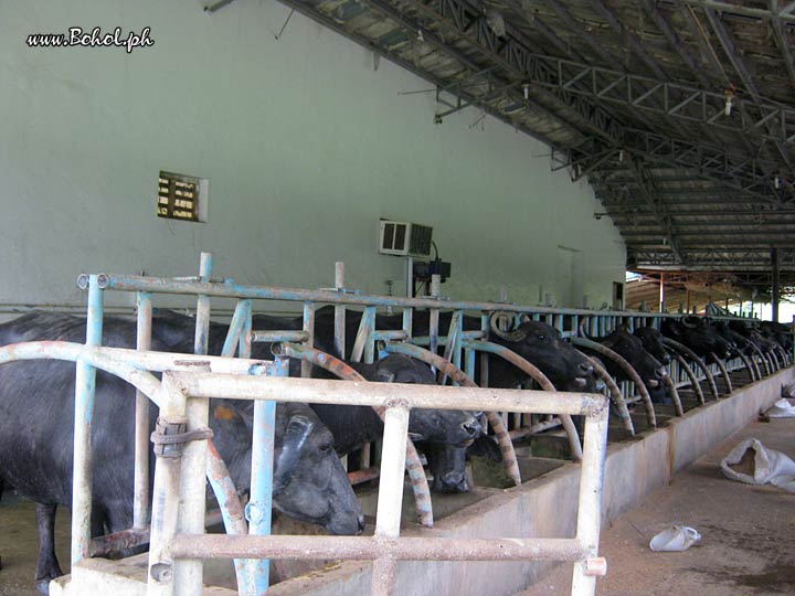 Ubay Dairy Farm