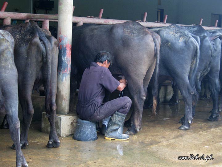 Milking at Ubay Dairy Farm