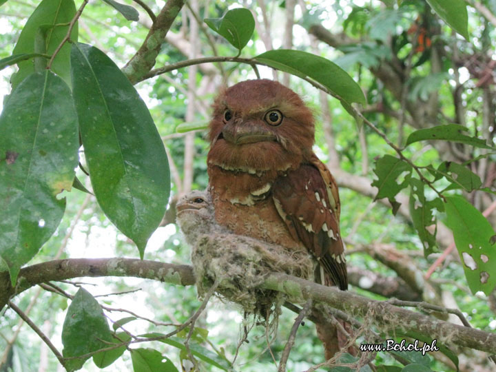 Philippine Frogmouth with chick
