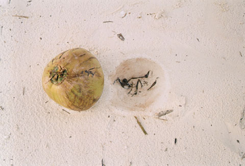 Coconut Impression