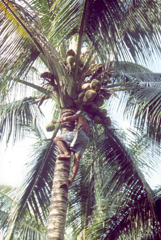 Climbing a coconut tree
