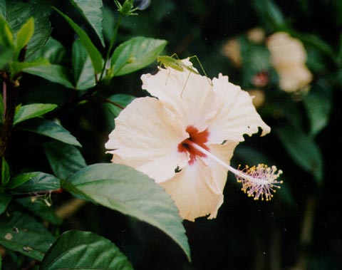 White Hibiscus or Gumamela