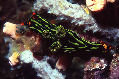 Nudibranch <i>Nembrotha kubaryana</i>