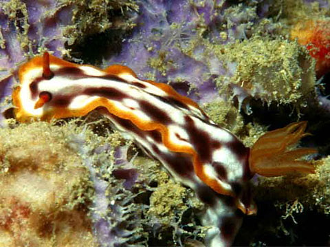 Nudibranch <i>Hypselodoris purpureomaculosa</i>