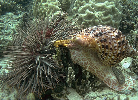 A triton's trumpet attacking a crown-of-thorns starfish