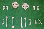 Philippine Tarsier Skeleton