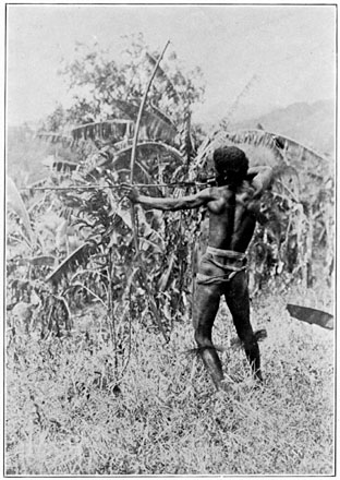 Negrito man of Bataan drawing a bow; hog-bristle ornaments on the legs.