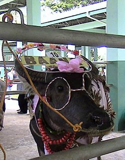 Don�t underestimate the carabao!