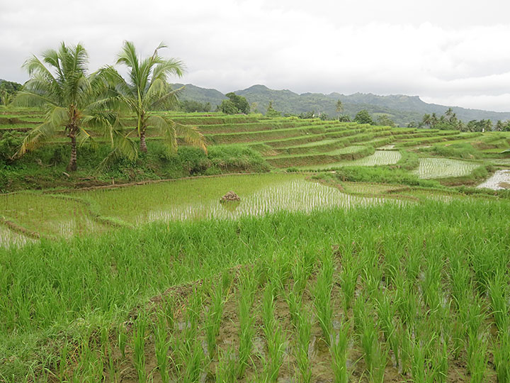 Cadapdapan Rice Terraces 