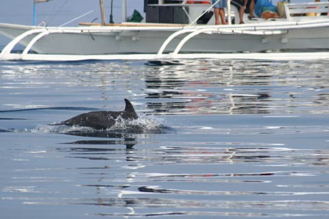 Dolphin's near Banka