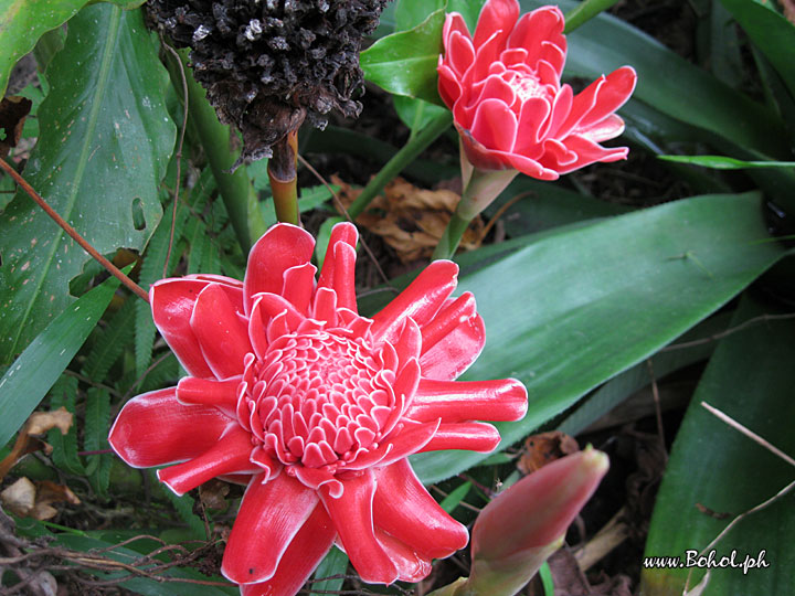 Red Ginger Lily