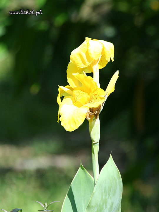 Canna Flower