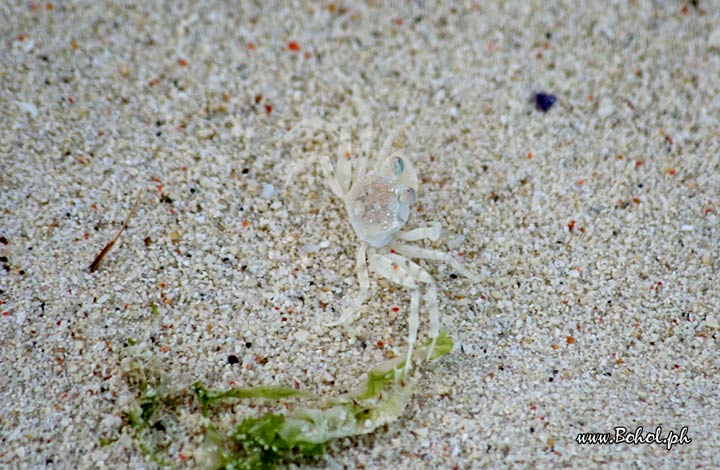 Camouflaged Crab
