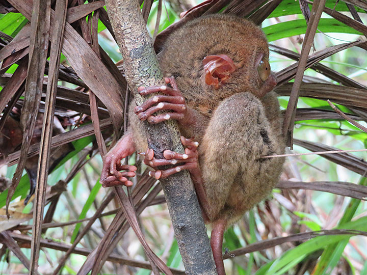 Philippine tarsier (Carlito syrichta)