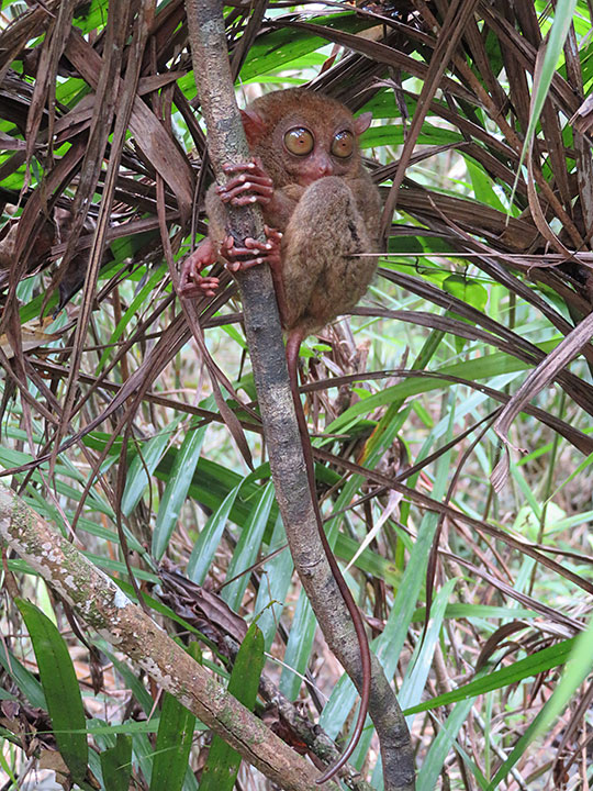 Philippine tarsier (Carlito syrichta)