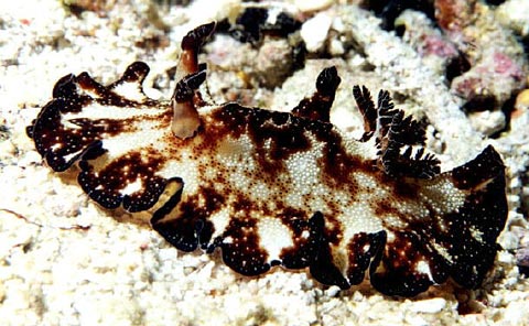 Nudibranch <i>Discodoris boholiensis</i>