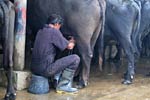 Milking at Ubay Dairy Farm